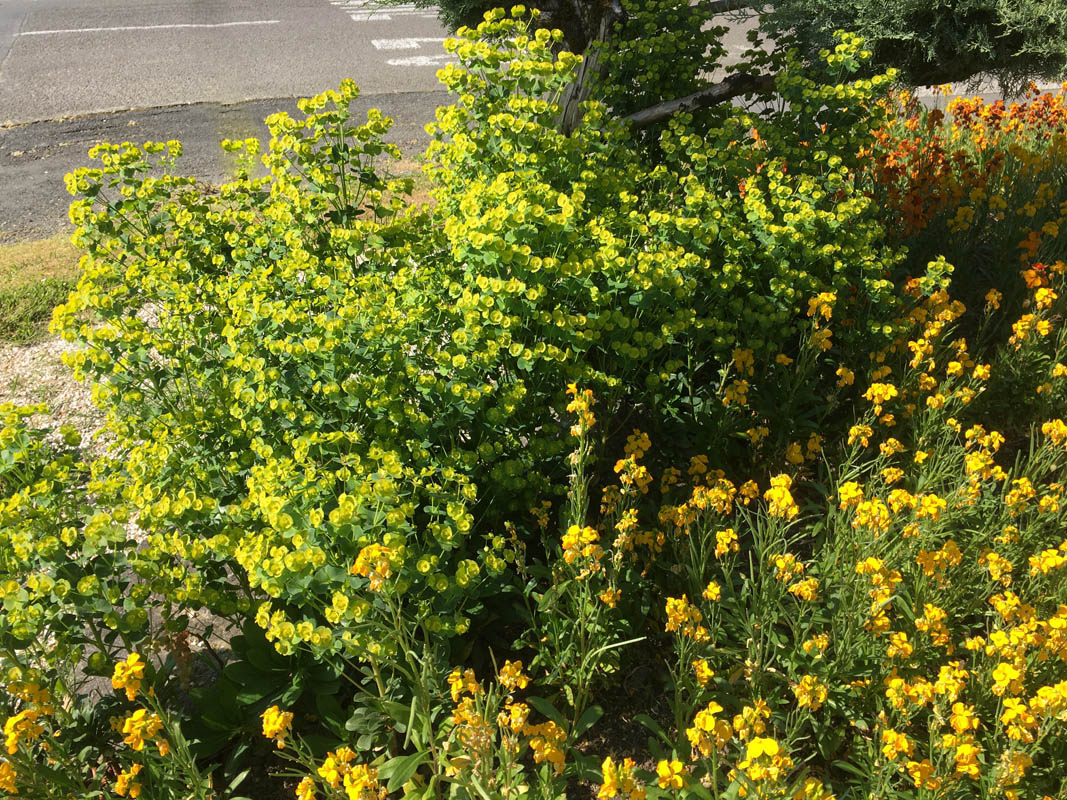 Euphorbia amygdaloides ssp robbiae